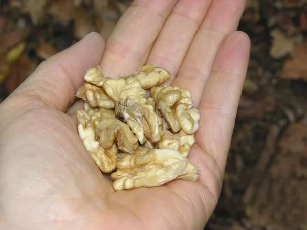 Орехи в женской руке — стоковое фото