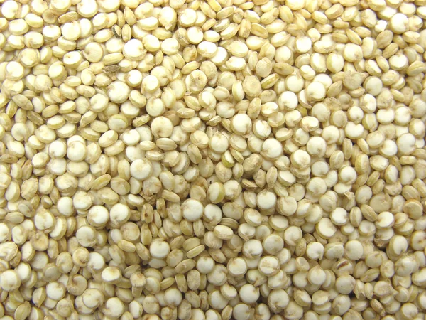 Graines de quinoa — Photo