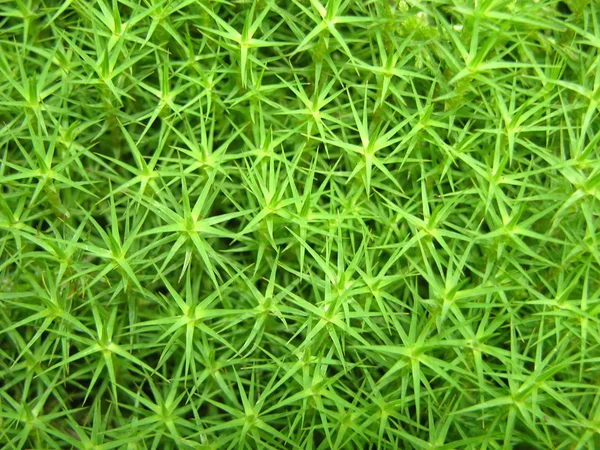 Musgo verde — Fotografia de Stock