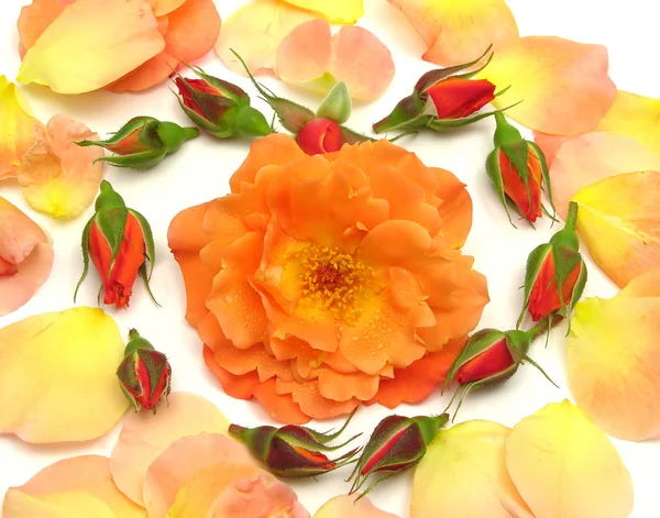 마음으로 장미 꽃 봉 오리 — 스톡 사진