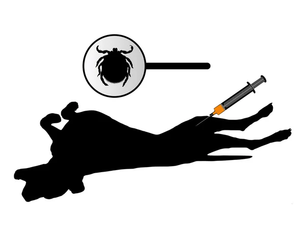 Собаке делают прививку. — стоковое фото