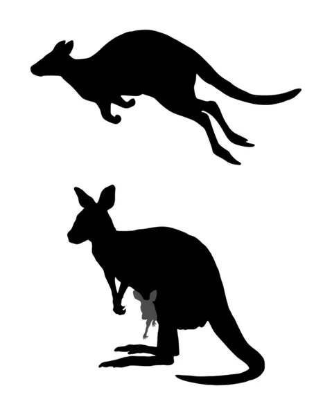 Känguru hoppa — Stockfoto