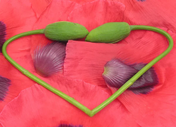 양 귀 비 꽃 봉 오리에서 심장 — 스톡 사진