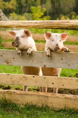 Two pigs clipart