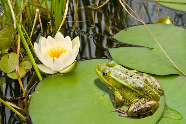 stock image Frog and lily
