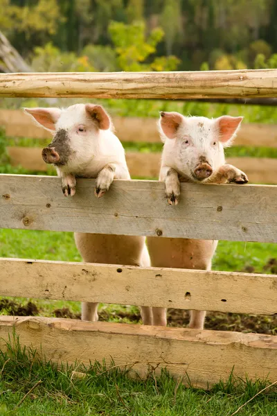 Dois porcos — Fotografia de Stock