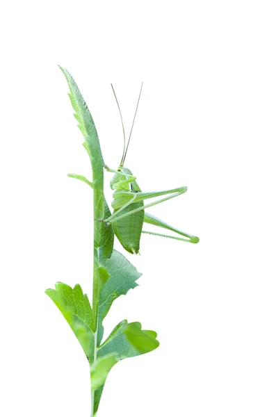 Зеленый кузнечик — стоковое фото