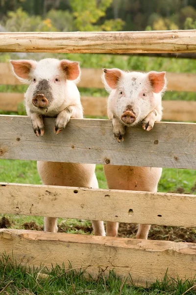 Twee varkens — Stockfoto