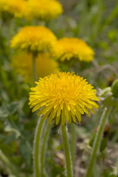 Flowers of a dandelion — Stock Photo, Image