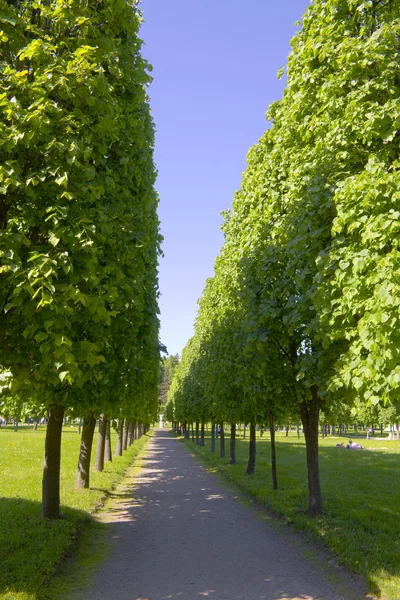 Λεωφόρος με τα μεγάλα πράσινα δέντρα — Φωτογραφία Αρχείου