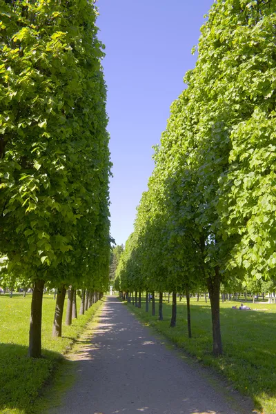 stock image Avenue with the big green trees