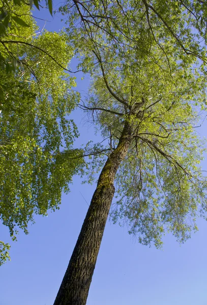 ağaç, yukarı doğru mavi gökyüzünde sürer.