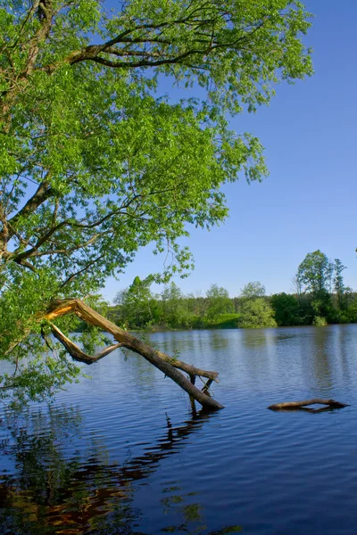 stock image Broken tree has bent over water.