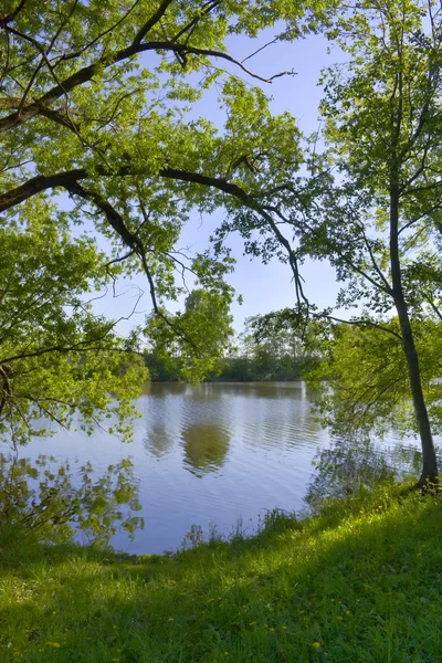 나무 물 위에 경사 했다 스톡 사진