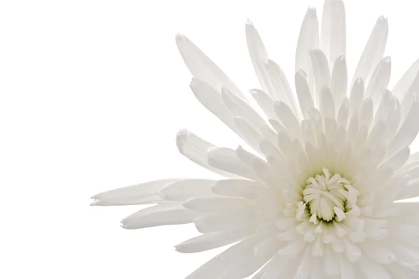 stock image Chrysanthemum 01