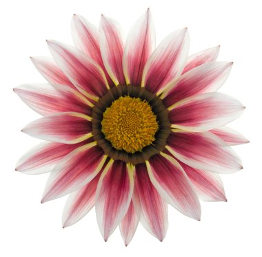 Gazania 01