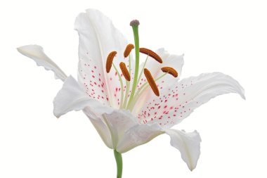 Lily clipart