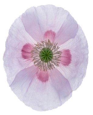 Poppy 02 clipart