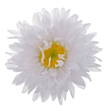 Çin aster