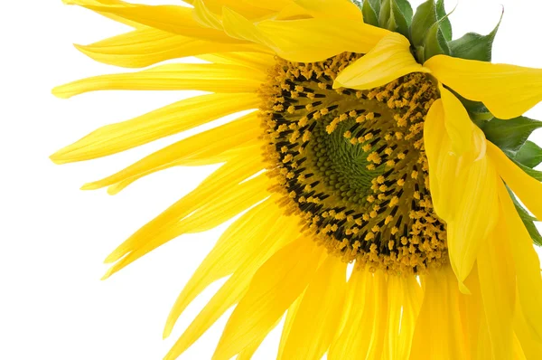 stock image Sunflower