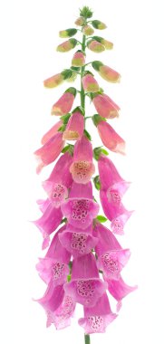 Foxglove 01 clipart