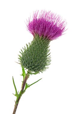 Thistle clipart