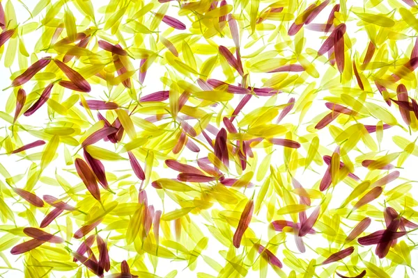 Pétales de chrysanthème — Photo
