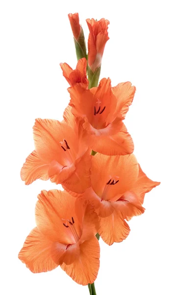 Gladiolus — Stok Foto