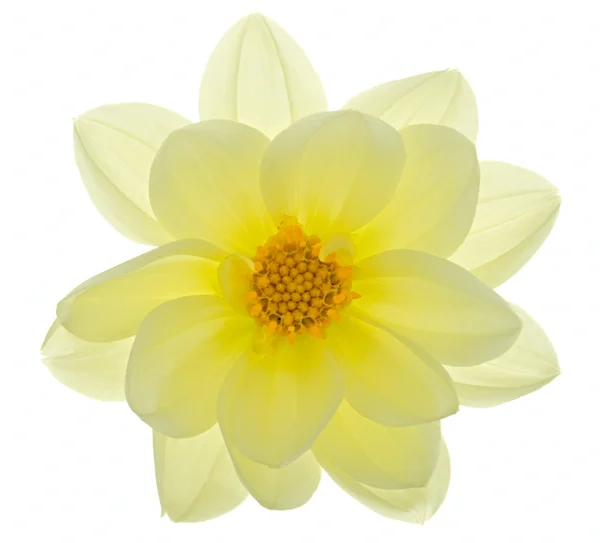 stock image Dahlia