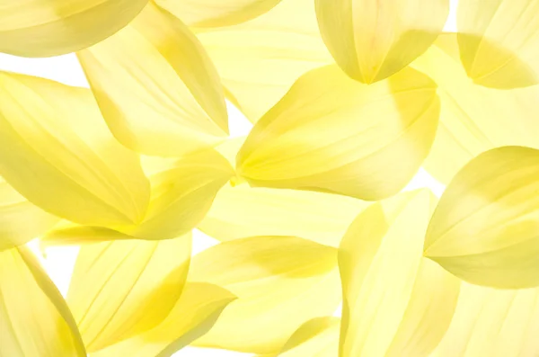 stock image Dahlia petals