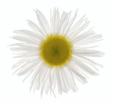 Leucanthemum