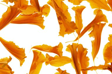 Marigold petals clipart