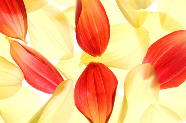 Dahlia petals — Stock Photo, Image