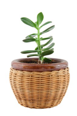 Plant in the pot clipart