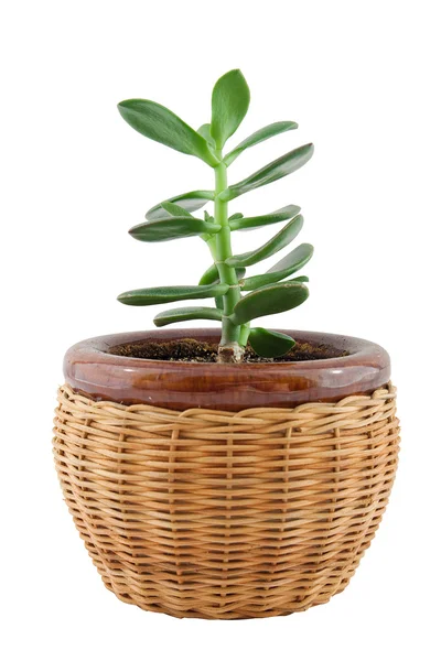 Pflanze im Topf Stockbild