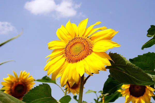 stock image Sunflower1