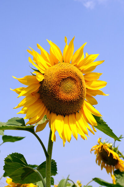 Sunflower2