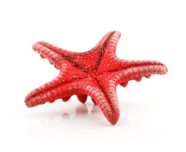 beyaz izole kırmızı deniz yıldızı