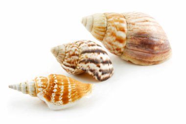 Collection of Seashells Scallop Isolated clipart