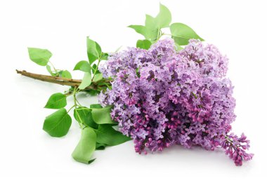 Bunch of Lilac Blossom Isolated on White clipart