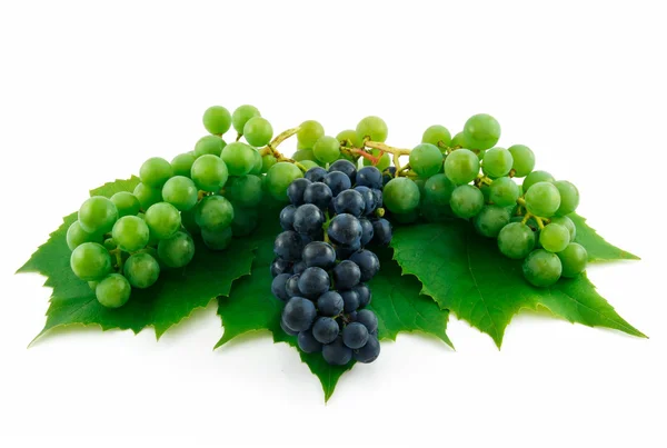Bunches de uvas verdes e azuis maduras wi — Fotografia de Stock