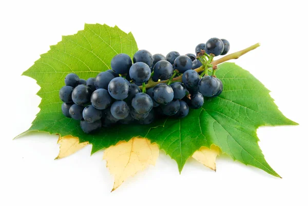 Bando de uvas azuis maduras com folha Isol — Fotografia de Stock