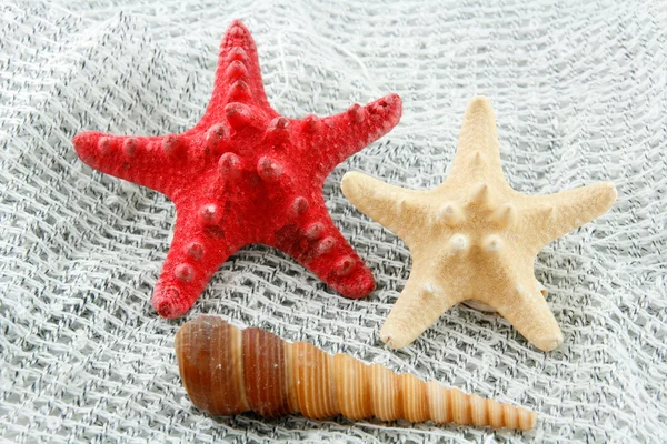 Färgade Seashell (sjöstjärnor och pilgrimsmussla) — Stockfoto