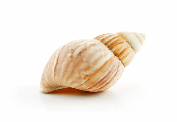 Colored Seashell Scallop Isolated on Whi — Stock Photo, Image