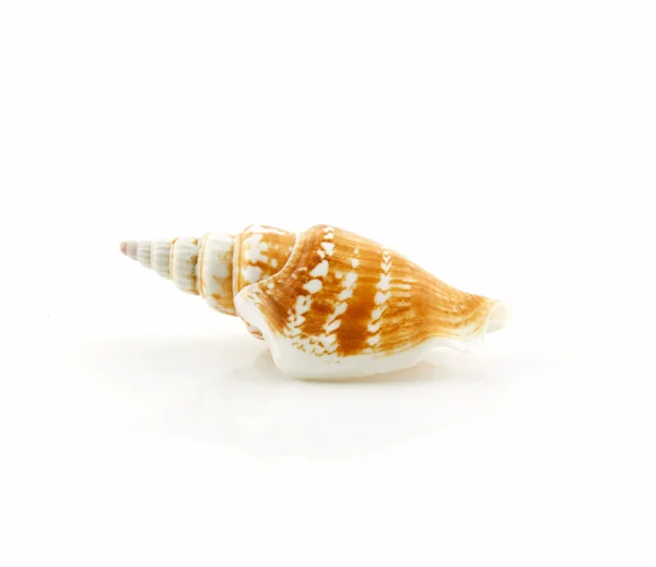 Färgade seashell pilgrimsmussla isolerad på whi — Stockfoto
