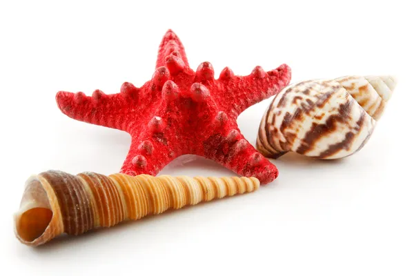 Färgat snäckskal (sjöstjärnor och pilgrimsmussla) — Stockfoto
