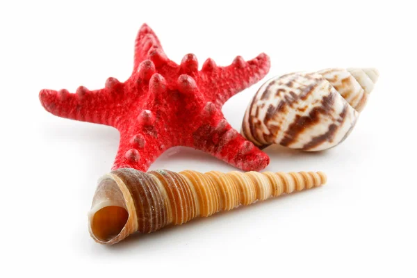 Conchas marinhas coloridas (Starfish e Scallop ) — Fotografia de Stock
