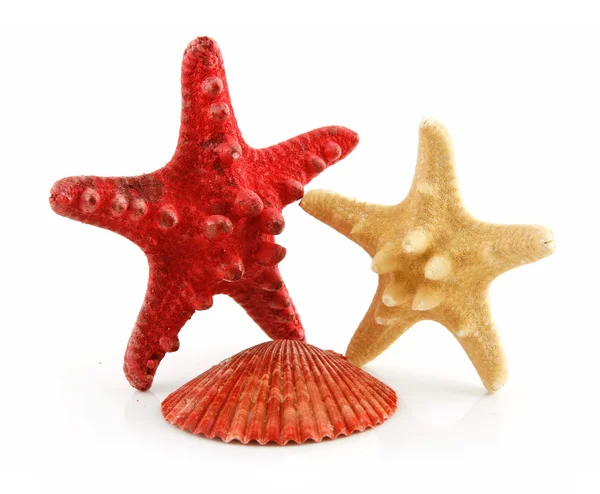 Colored Seashells Scallop and Starfishe — Stock Photo, Image