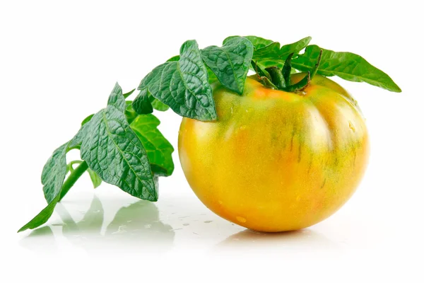 Ripe Wet Yellow Tomatoes with Leaves Iso — Stock Photo, Image