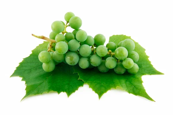 Érett zöld szőlőfürt, a levél iso — Stock Fotó